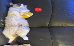 Ragdoll cats for sale: 2 brother ragdolls  - Image 8