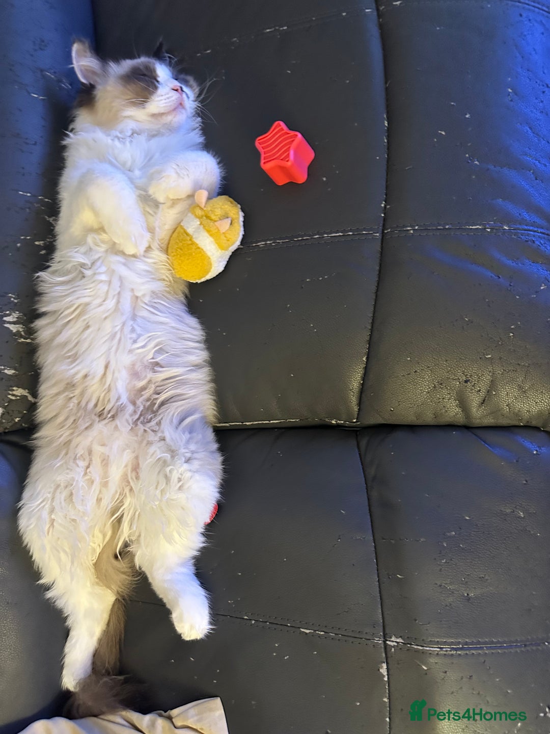 Ragdoll cats for sale: 2 brother ragdolls  - Image 8