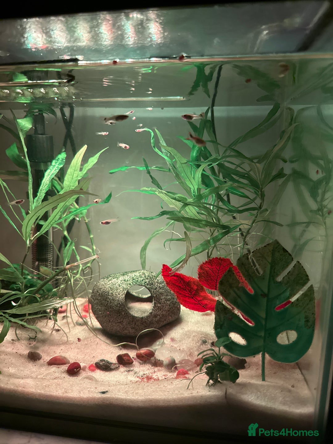 Live Bearers fish for sale: Guppy fry available   - Advert 5