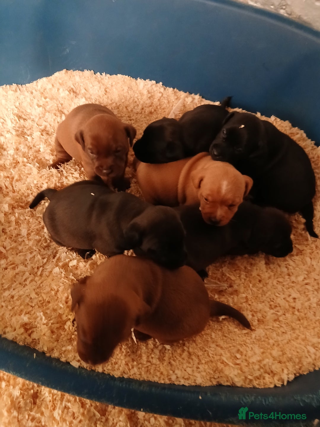 Patterdale Terrier dogs for sale: Patterdale terrier pups  - Image 5