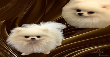 Pomeranian dogs in Coventry - Advert 15