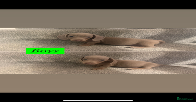 Miniature Dachshund dogs - Advert 13