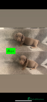 Miniature Dachshund dogs - Advert 13