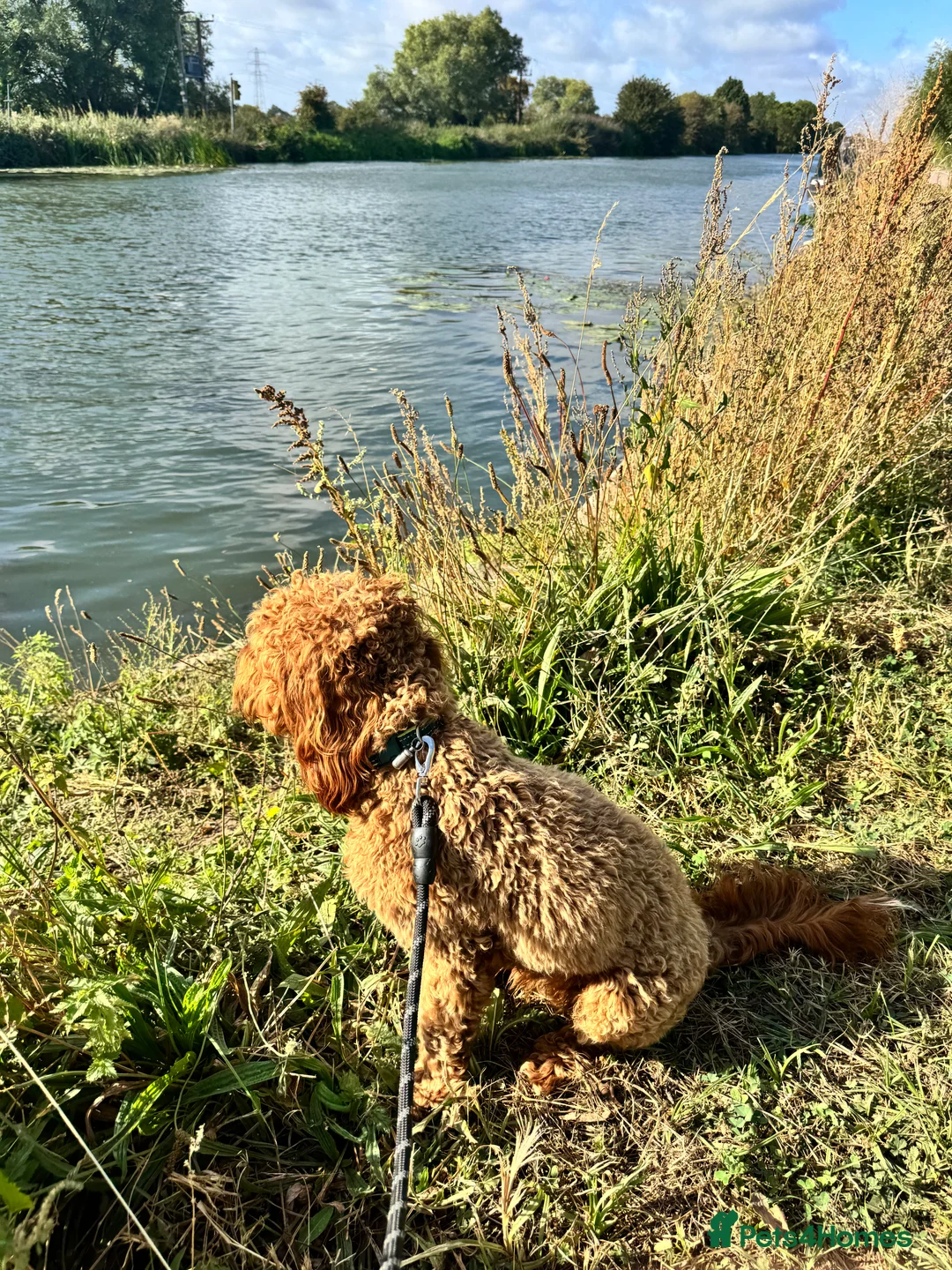 Cavapoo dogs for sale: Cavapoo - Advert 2