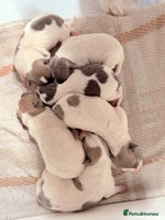Jack Russell dogs White,blue,red tri jack Russell pups - Advert 8