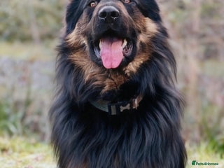 German Shepherd dogs German Shepherd Stud Long Coat straight back - Advert 9