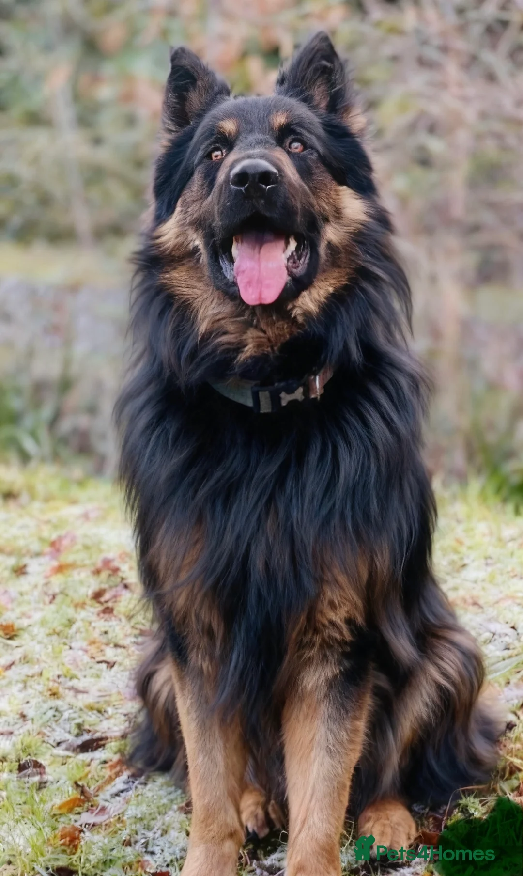 German Shepherd dogs for stud: German Shepherd Stud Long Coat straight back - Advert 2