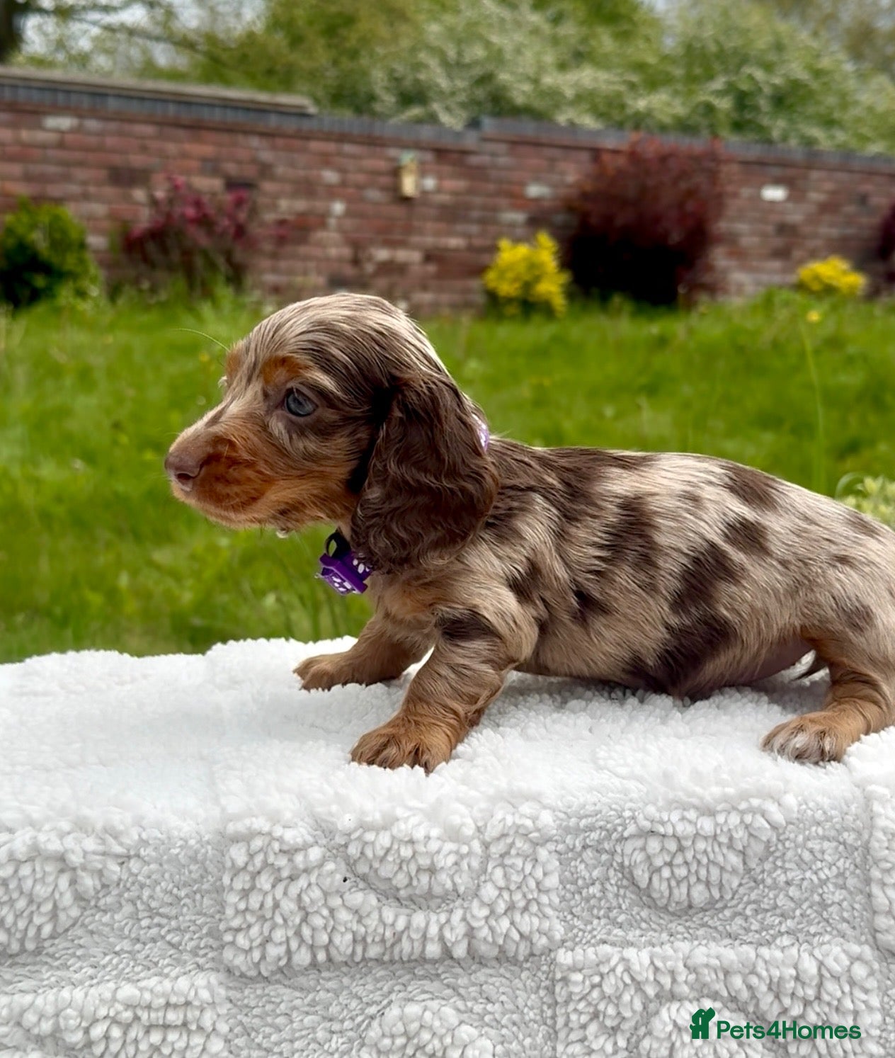 Miniature Dachshund dogs KC long haired dachshunds - Advert 1