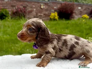 Miniature Dachshund dogs KC long haired dachshunds - Advert 1