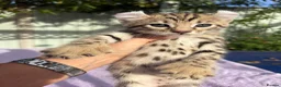 Keetso cats for sale: Stunning wild looking polydactyl curl ear keetsos  - Advert 34