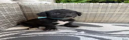 Mixed Breed dogs for sale: Cavajack puppy’s  - Advert 13