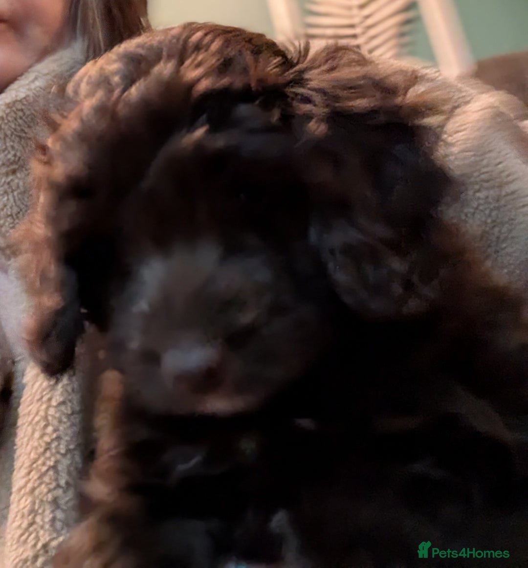 Cavapoo dogs for sale: LITTLE GIRL READY FOR NEW HOME NOW - Advert 5