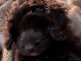 Cavapoo dogs READY FOR NEW HOMES NOW - Fabulous Cavapoos - Advert 11