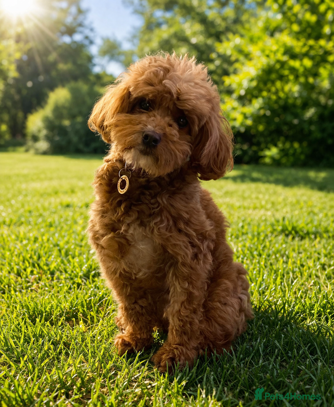 Cockapoo dogs Litter of cockerpoos due June 2026 - Advert 8