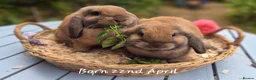 Mini Lop rabbits for sale: Two Mini lops and 4 Dwarf lops available - Advert 14