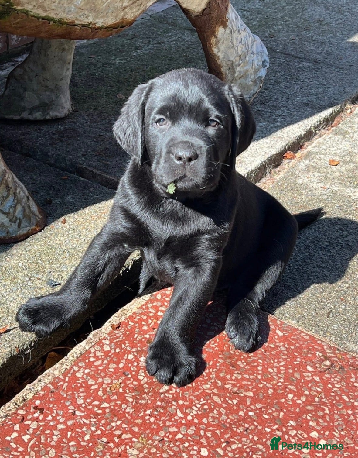 Labrador Retriever dogs Show type Black Labradors  - Advert 1