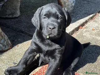 Labrador Retriever dogs for sale: Show type Black Labradors - Advert 1