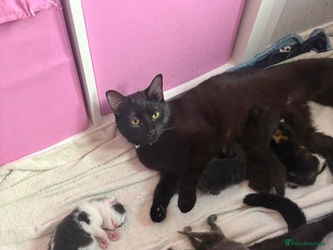 Mixed Breed cats for sale: Beautiful Kittens for sale 🐈‍⬛ - Advert 6