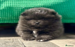 Pomeranian dogs for sale: Stunning Blue Pomeranian Female - Advert 3