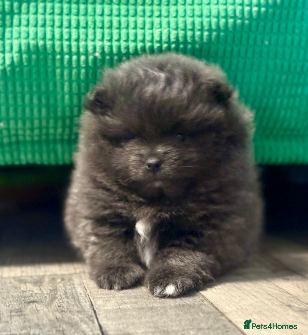 Pomeranian dogs for sale: Stunning Blue Pomeranian Female - Advert 3