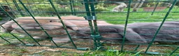 Mini Lop rabbits for sale: Betty & Pam - urgently need a new home with grass! in Warrington - Advert 3