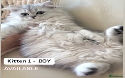 Persian cats for sale: 🎀4 BOYS LEFT!! 🎀Persian Chinchilla Kittens 💎 - Image 3