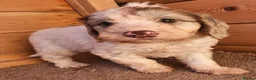 Cockapoo dogs for sale: Cockerapoo puppies F1  - Advert 4
