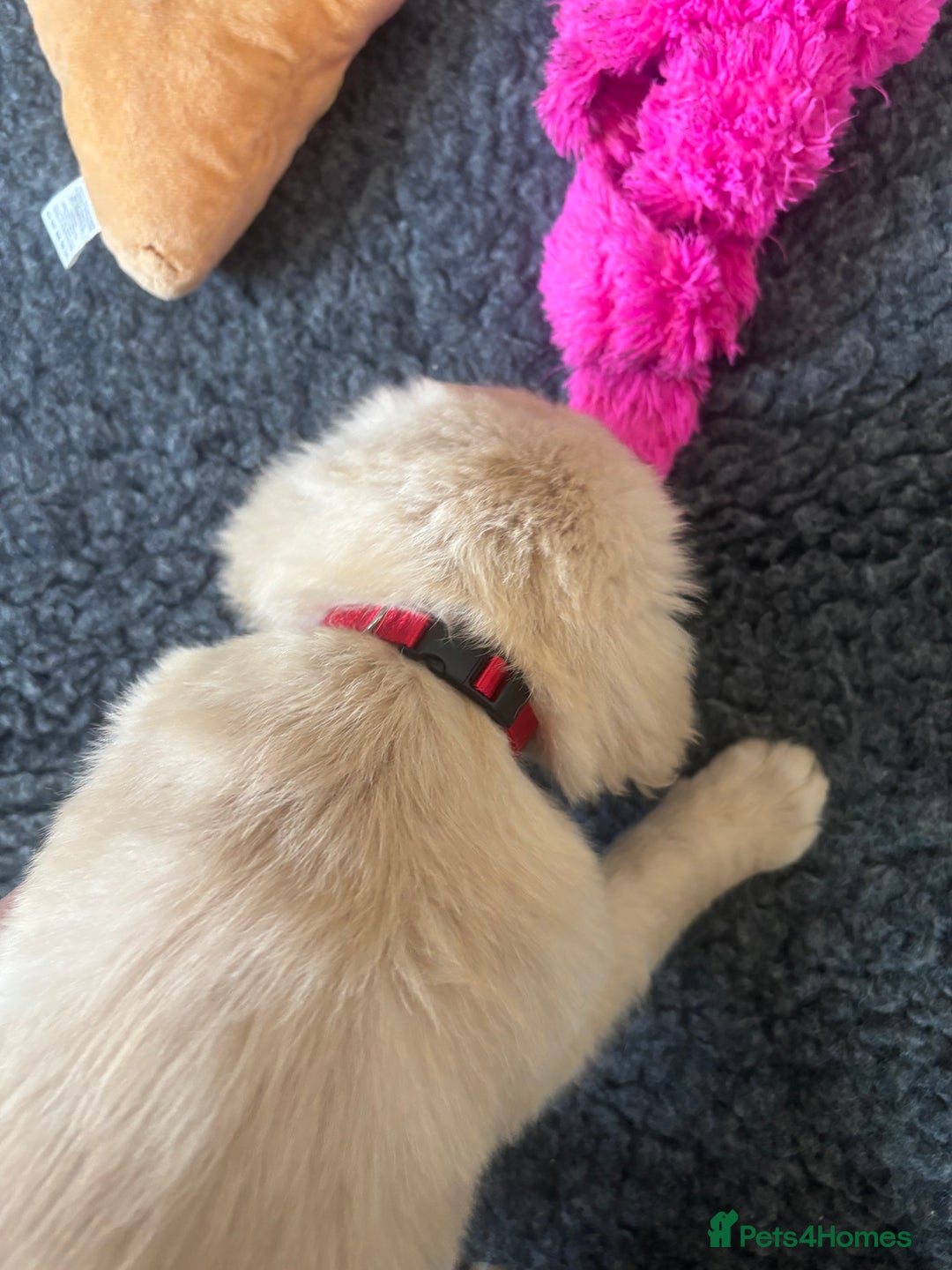 Golden Retriever dogs for sale: Beautiful Golden Retriever puppies - Image 20
