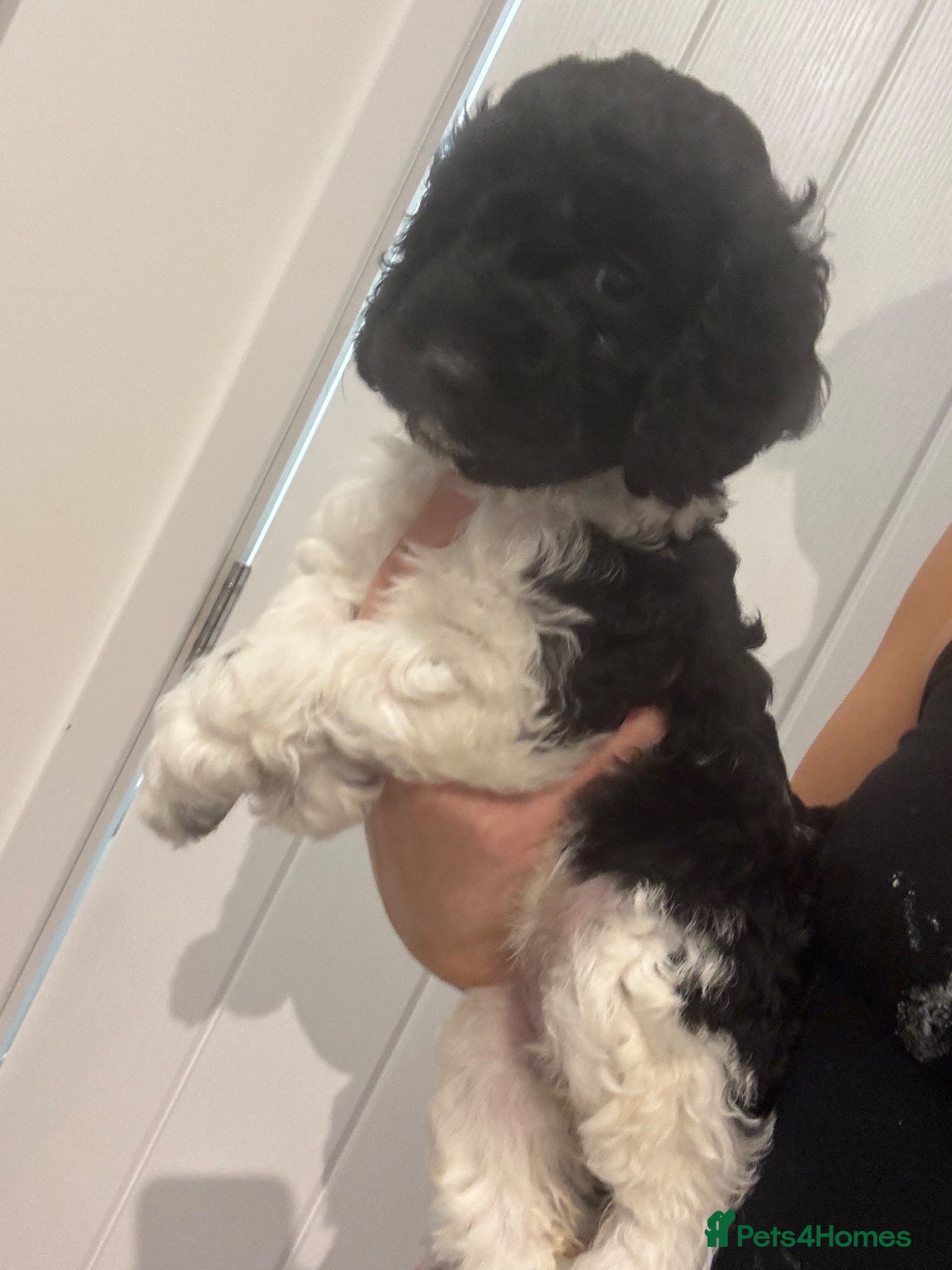 Cockapoo dogs *LAST 2 LEFT* 🐾💕7 GORGEOUS COCKAPOOS GIRLS 💕🐾 - Advert 5