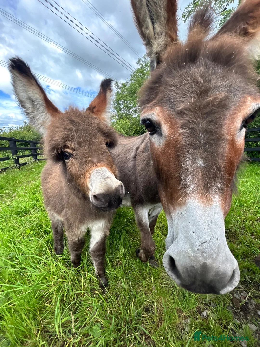 Donkey livestock for sale: Handsome Miniature Mediterranean Jack in Kidwelly - Advert 2