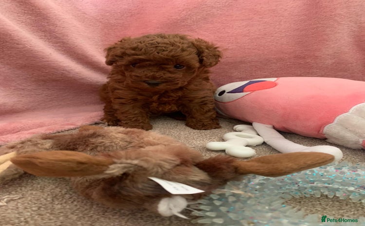 Toy Poodle dogs - Advert 11