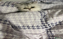 Persian cats for sale: Two Persian cats for sale - Image 8