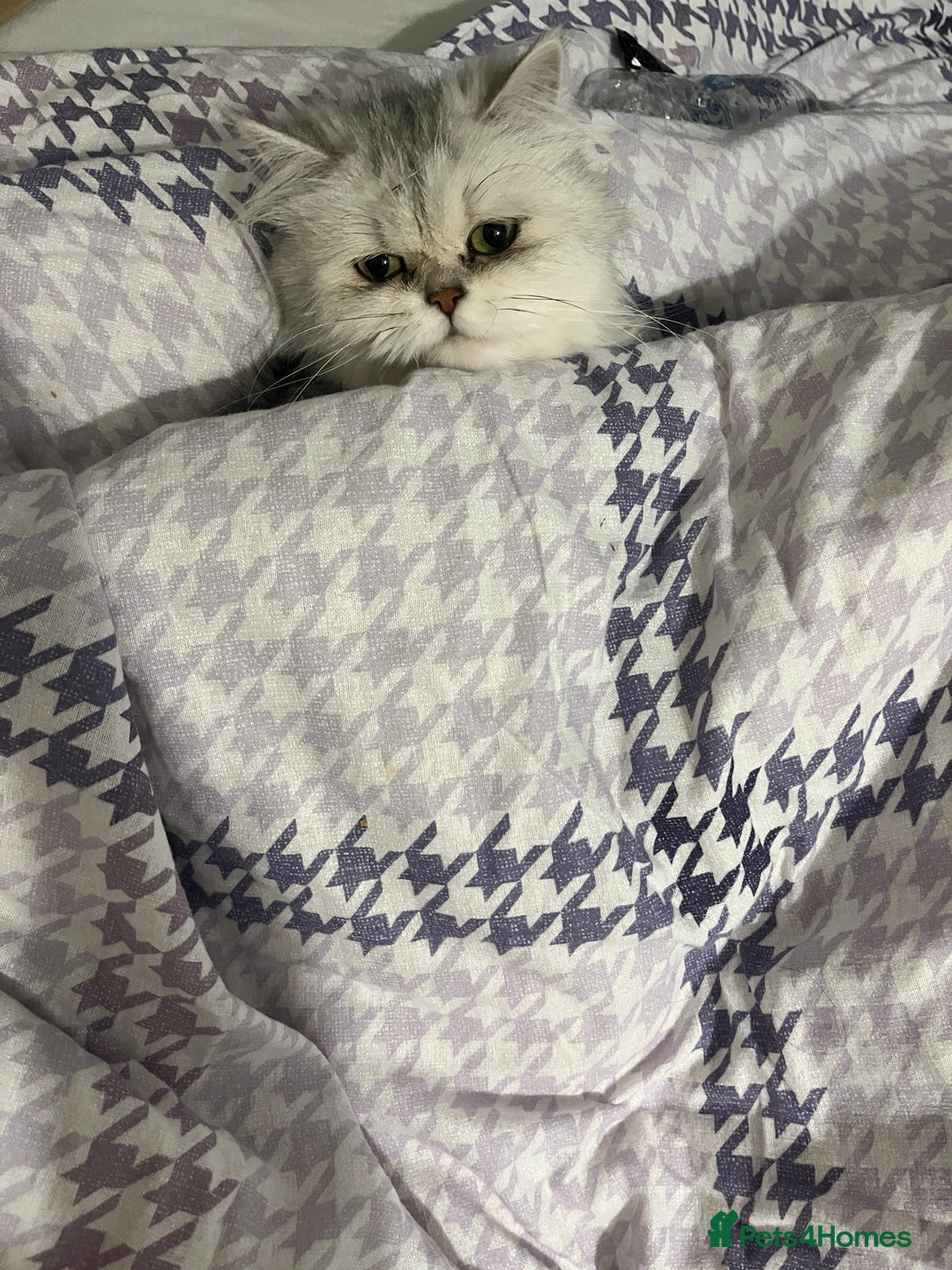 Persian cats for sale: Two Persian cats for sale - Image 8
