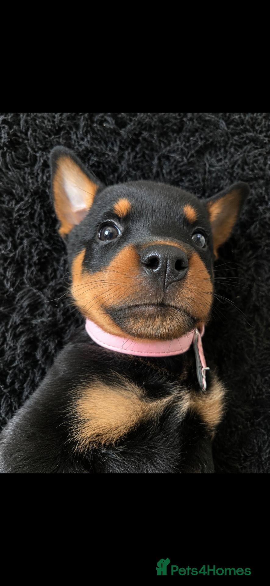 Rottweiler dogs 10 week old Rottie Puppy - Advert 1