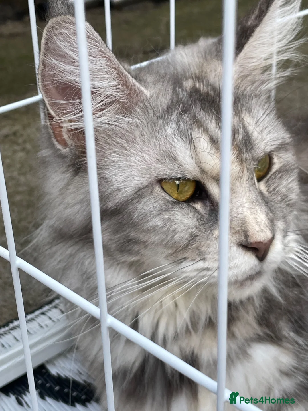 Maine Coon cats for sale: White Maine Coon kittens in Bury Saint Edmunds - Advert 1