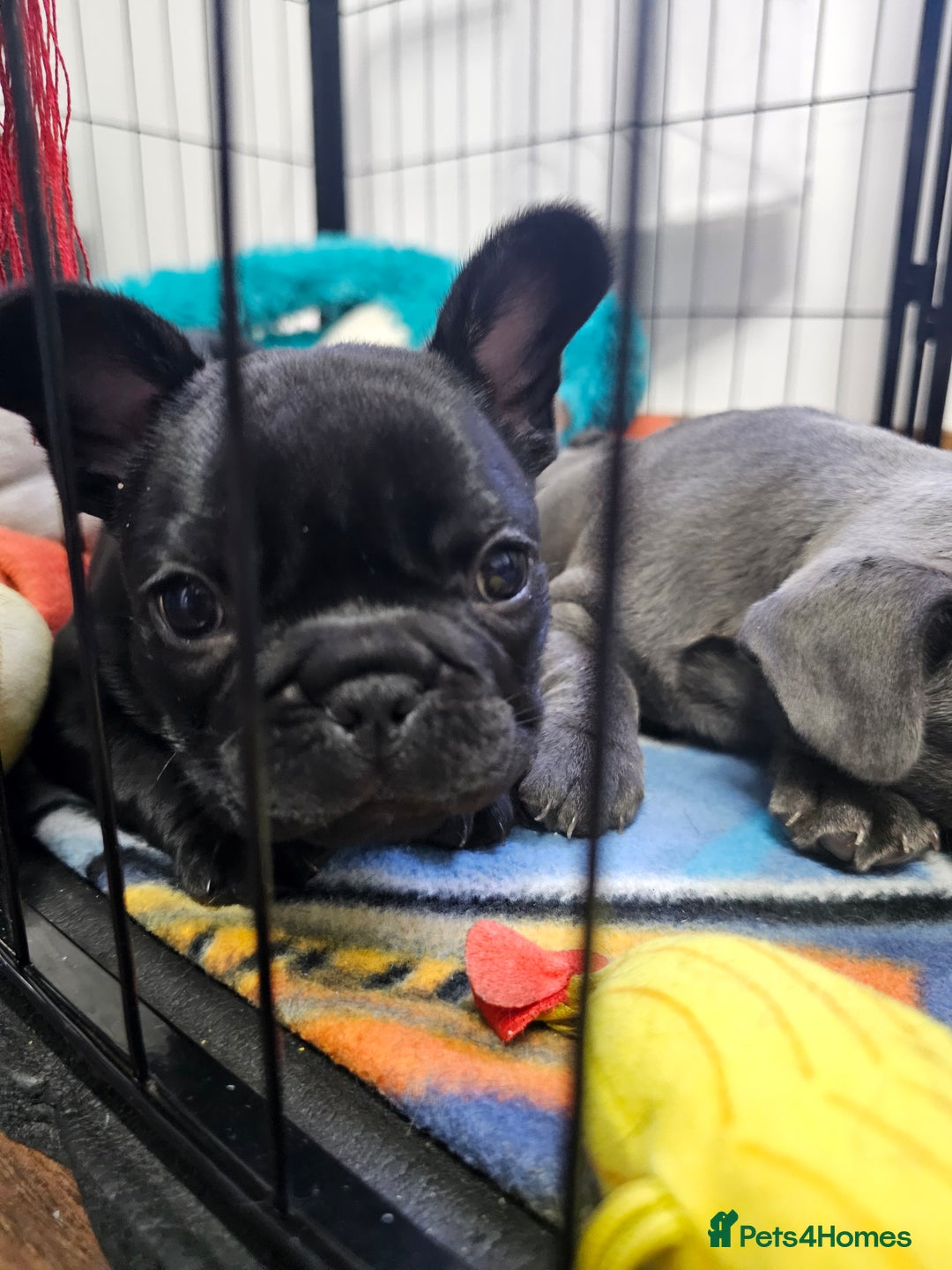 French Bulldog dogs for sale: Black Frenchie  French Bulldog puppy  - Image 4