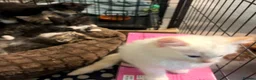 Ragdoll cats for sale: 3/4 Ragdoll Kittens - all long haired beauties  - Advert 18
