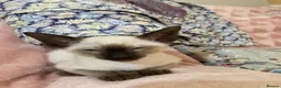 Siamese cats for sale: Siamese kittens - Advert 21