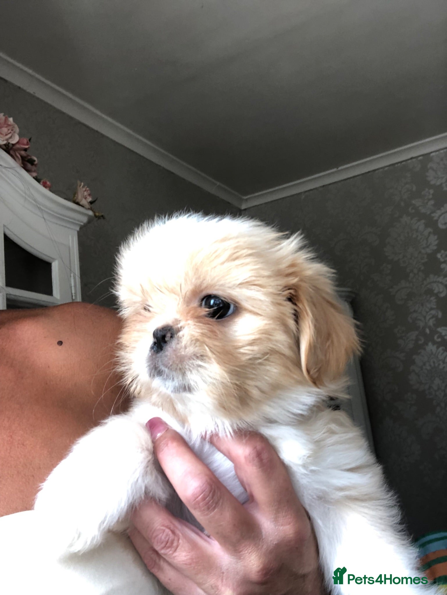 Mixed Breed dogs Beautiful fluffy Shih tzu baby boys - Advert 9