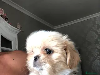Mixed Breed dogs Beautiful fluffy Shih tzu baby boys - Advert 3