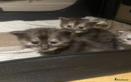 Maine Coon cats for sale: 🐾 Proven TICA  Maine Coon Queen – Black Smoke 🐾 - Image 10