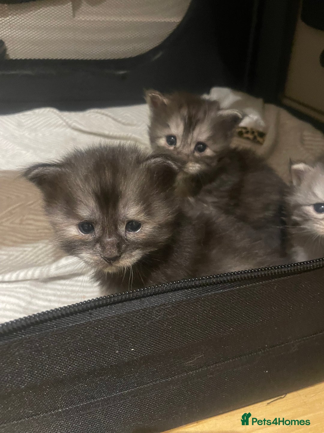 Maine Coon cats for sale: 🐾 Proven TICA  Maine Coon Queen – Black Smoke 🐾 - Image 10