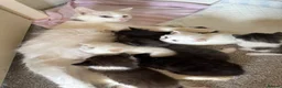 Mixed Breed cats for sale: Beautiful kittens for sale  - Advert 4