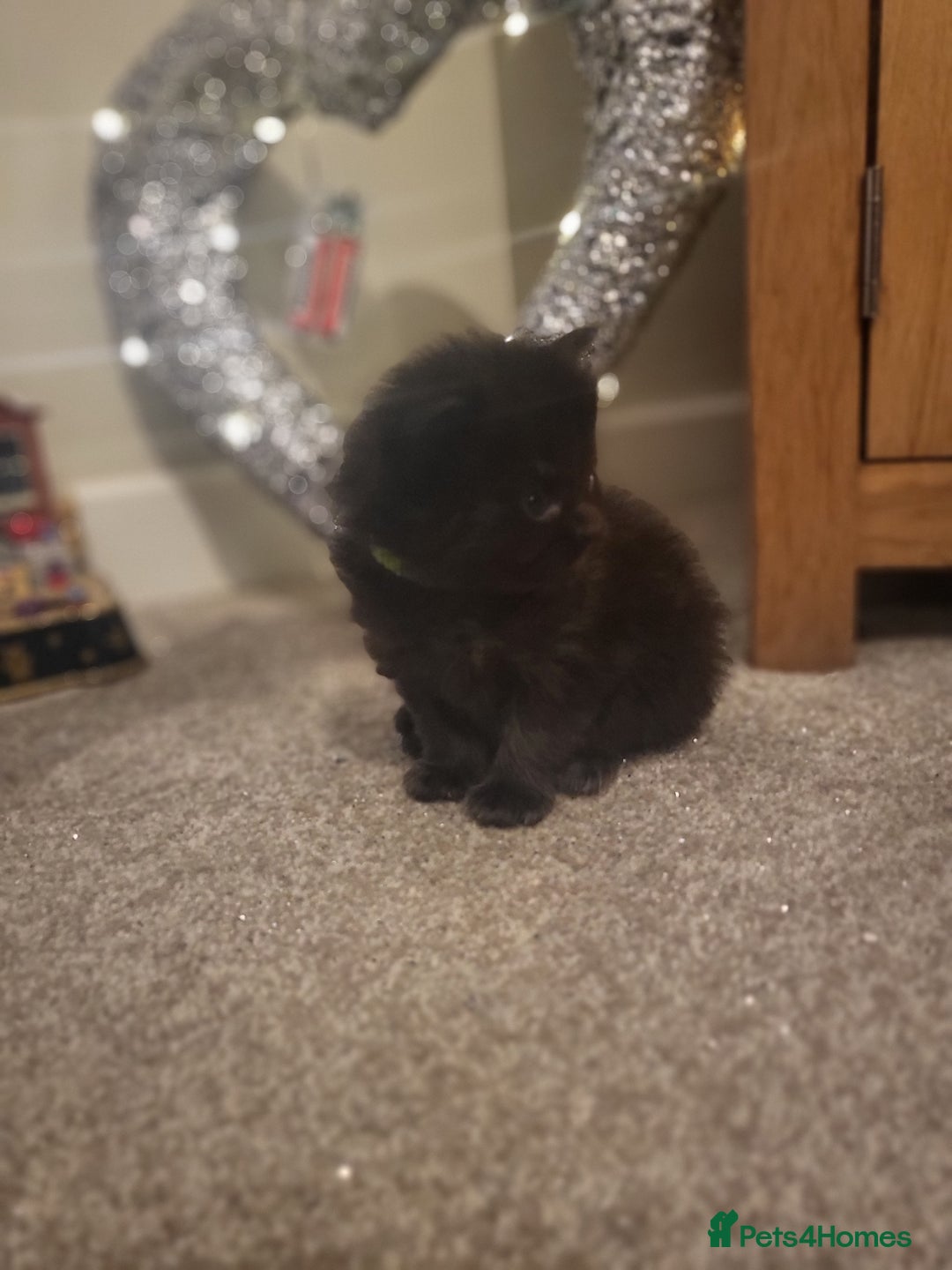 Ragcoon cats for sale: BEAUTIFUL RAGCOONS - Advert 26