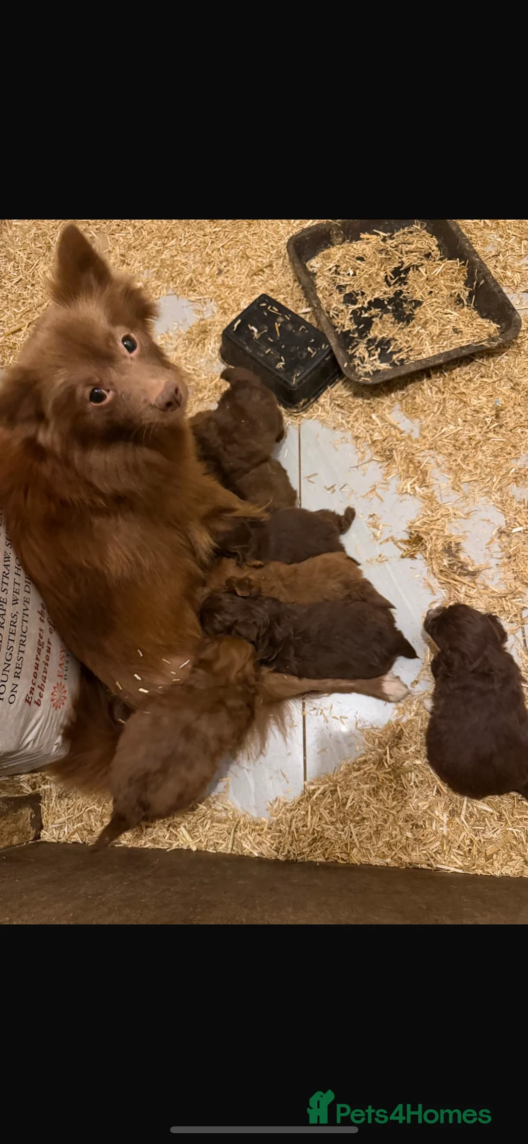 Pomapoo dogs for sale: F1 pomapoo baby’s  - Advert 15