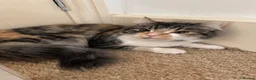 Mixed Breed cats for sale: Free beautiful cat in Colchester - Advert 3