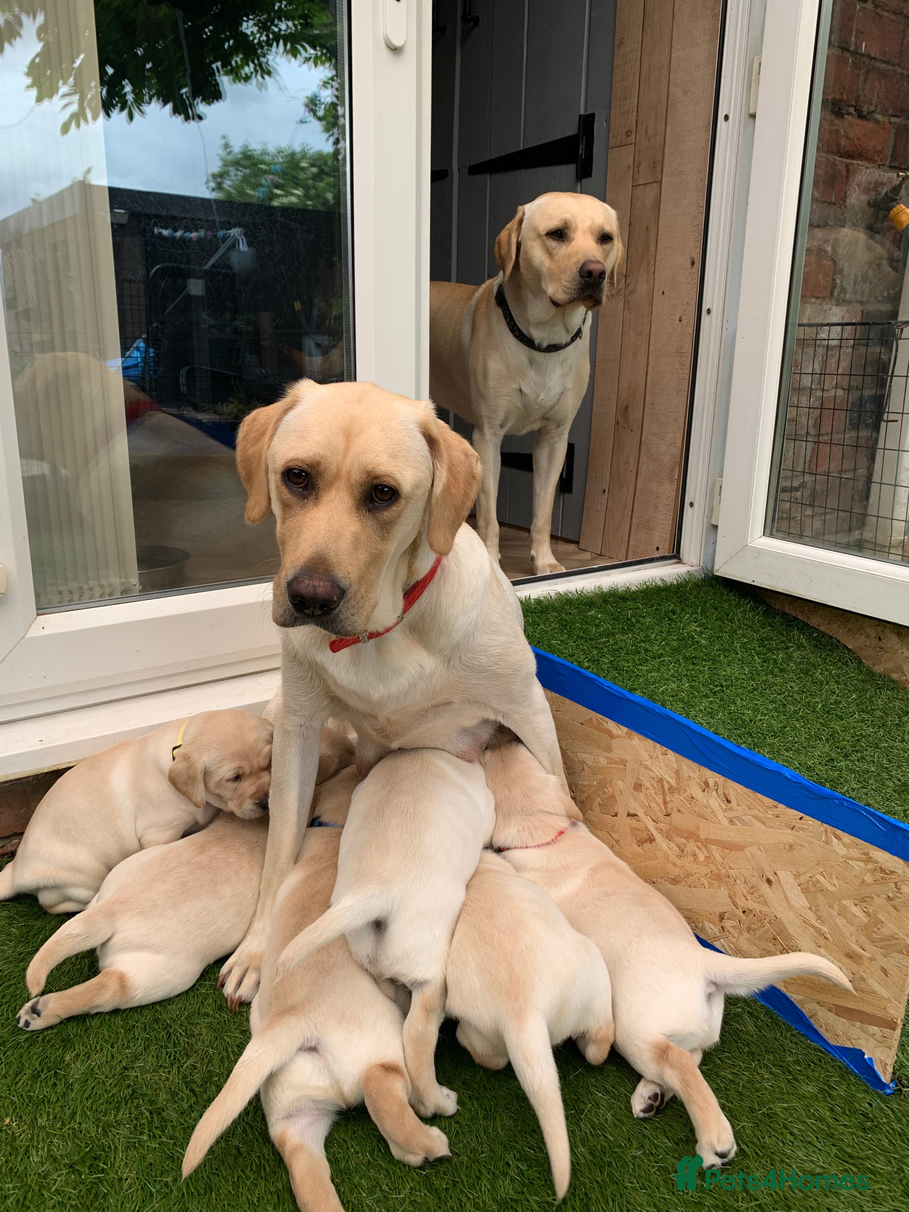 Labrador Retriever dogs for sale: Labrador puppies for sale in Scunthorpe - Advert 2