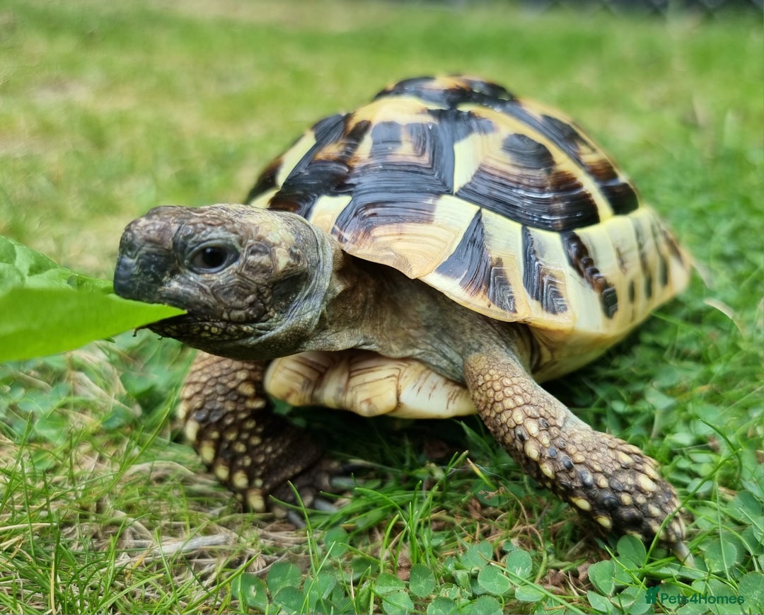 Tortoise reptiles for sale: Testudo Hermanni -tortoise for sale 7 years old - Image 2