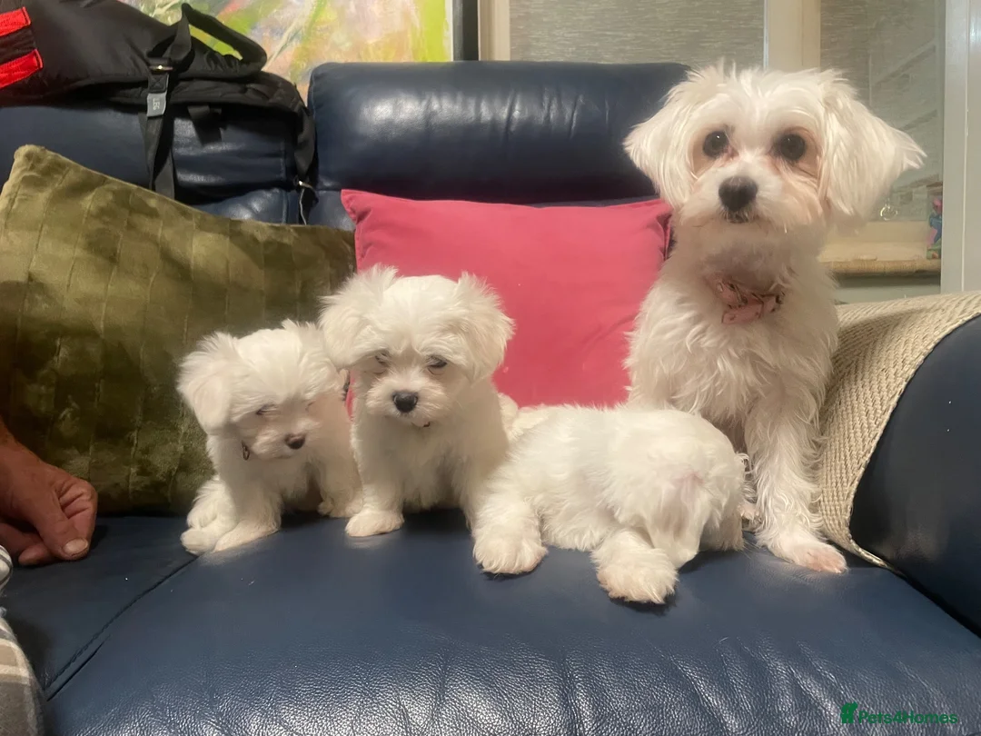 Maltese dogs for sale: Maltese in Tunbridge Wells - Advert 1