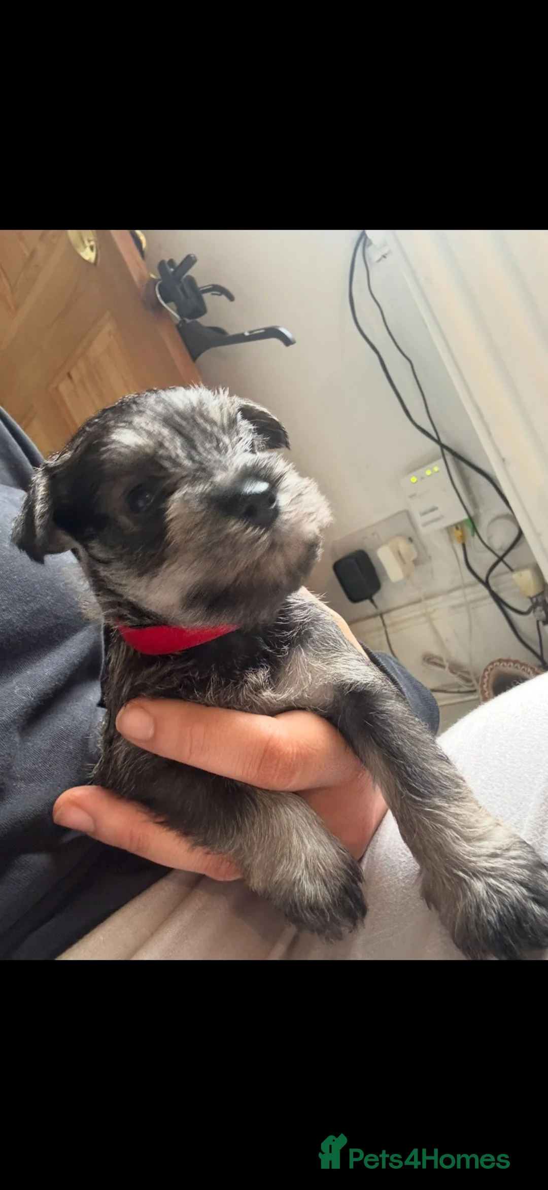 Miniature Schnauzer dogs for sale: Miniature Schnauzer Puppies 3 girls 3 boys.  - Advert 1